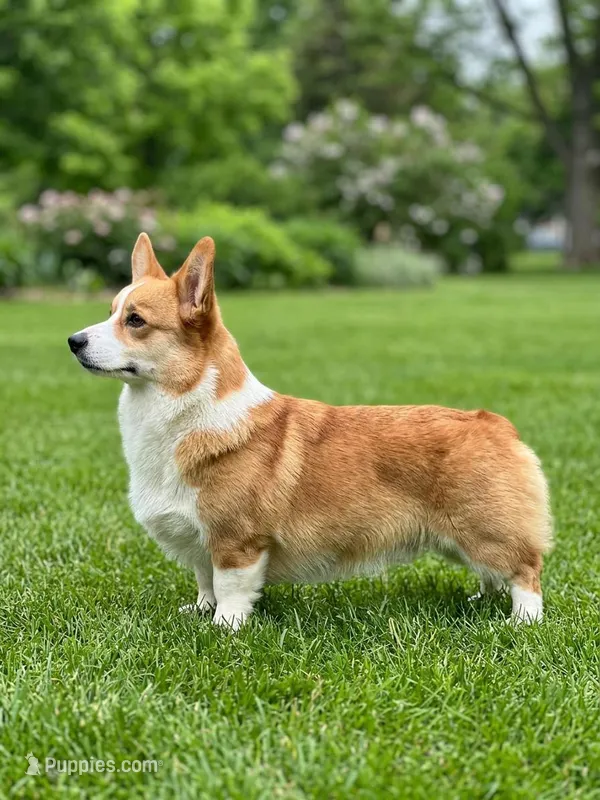 Lithuanian lined Karma – Pembroke Welsh Corgi puppy for sale in Moore, OK