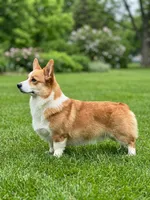 Lithuanian lined Karma, a female Pembroke Welsh Corgi for sale in Moore, OK – 1 of 2