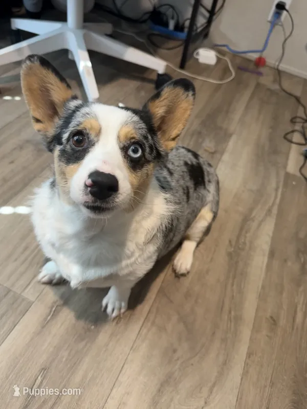 Ori – Cardigan Welsh Corgi, Pembroke Welsh Corgi puppy for sale in Ada, OK
