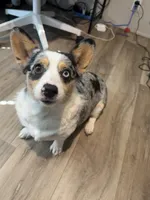 Ori, a female Cardigan Welsh Corgi and Pembroke Welsh Corgi for sale in Ada, OK – 1 of 1