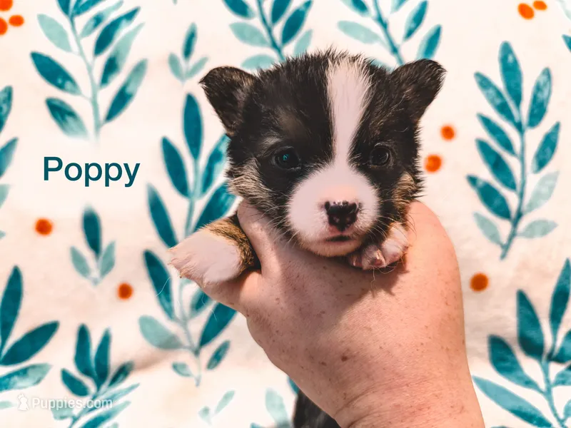 Poppy – Cardigan Welsh Corgi, Pembroke Welsh Corgi puppy for sale in Ada, OK