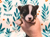 Poppy, a female Cardigan Welsh Corgi and Pembroke Welsh Corgi for sale in Ada, OK – 1 of 1