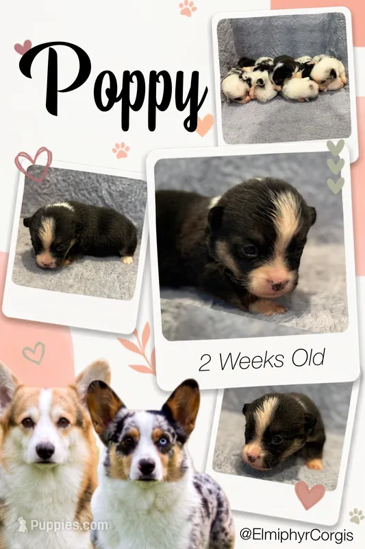 Poppy – Cardigan Welsh Corgi, Pembroke Welsh Corgi puppy for sale in Ada, OK