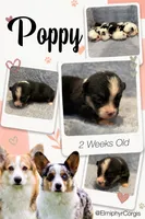 Poppy, a female Cardigan Welsh Corgi and Pembroke Welsh Corgi for sale in Ada, OK – 1 of 1