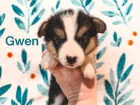 Gwen, a female Cardigan Welsh Corgi and Pembroke Welsh Corgi for sale in Ada, OK – 1 of 1