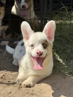 GP, a male Cardigan Welsh Corgi and Pembroke Welsh Corgi for sale in Ada, OK – 1 of 2