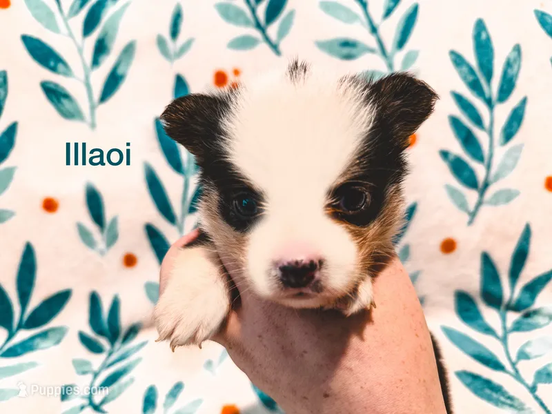 Illaoi – Cardigan Welsh Corgi, Pembroke Welsh Corgi puppy for sale in Ada, OK