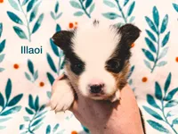 Illaoi, a female Cardigan Welsh Corgi and Pembroke Welsh Corgi for sale in Ada, OK – 1 of 1
