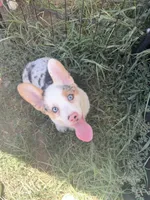 Fizz , a male Cardigan Welsh Corgi and Pembroke Welsh Corgi for sale in Ada, OK – 2 of 4