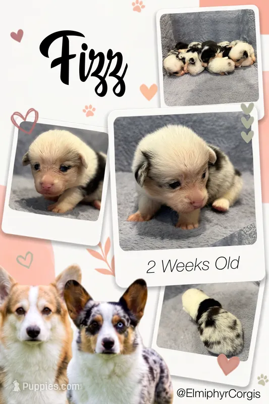 Fizz  – Cardigan Welsh Corgi, Pembroke Welsh Corgi puppy for sale in Ada, OK