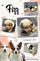 Fizz , a male Cardigan Welsh Corgi and Pembroke Welsh Corgi for sale in Ada, OK – 1 of 1