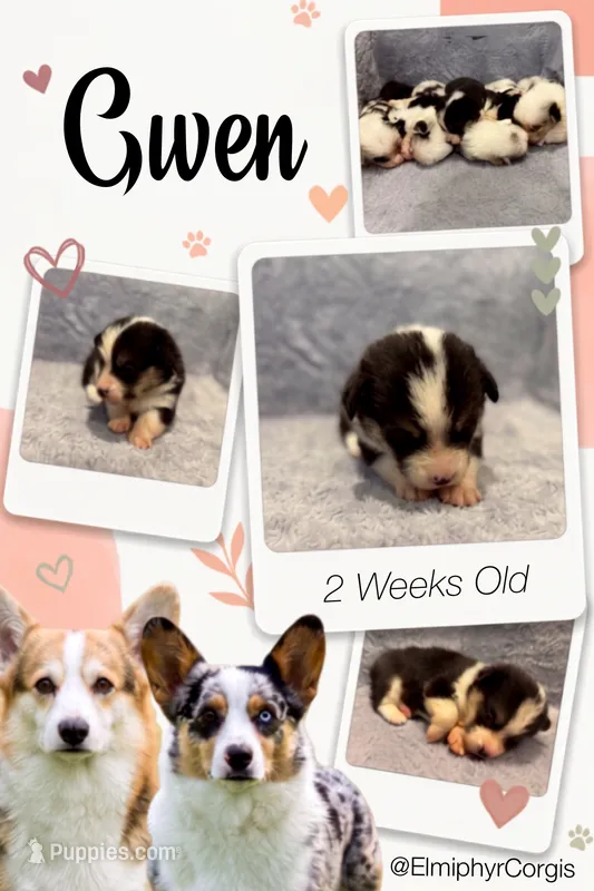 Gwen – Cardigan Welsh Corgi, Pembroke Welsh Corgi puppy for sale in Ada, OK