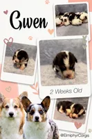 Gwen, a female Cardigan Welsh Corgi and Pembroke Welsh Corgi for sale in Ada, OK – 1 of 1