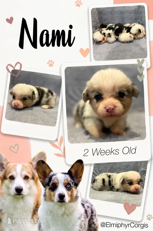 Nami – Cardigan Welsh Corgi, Pembroke Welsh Corgi puppy for sale in Ada, OK