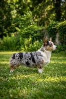 Pregnant Ori, a female Cardigan Welsh Corgi and Pembroke Welsh Corgi for sale in Moore, OK – 2 of 3