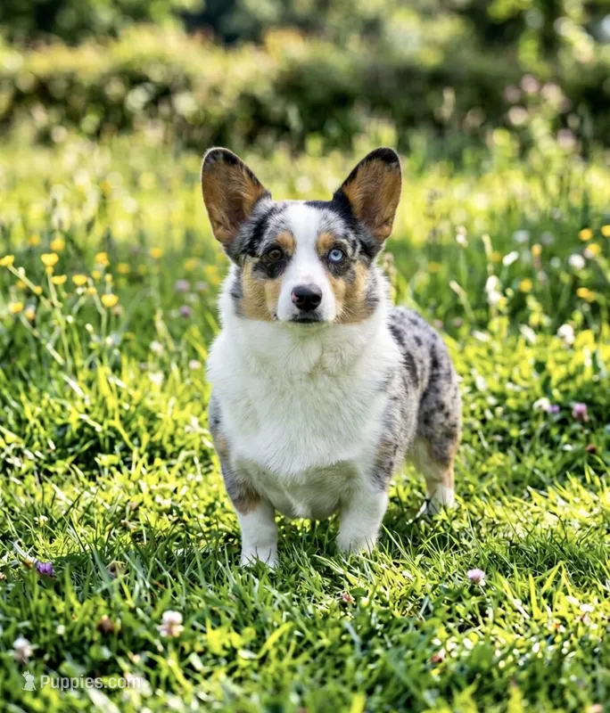 Pregnant Ori – Cardigan Welsh Corgi, Pembroke Welsh Corgi puppy for sale in Moore, OK