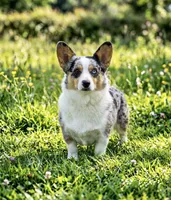 Pregnant Ori, a female Cardigan Welsh Corgi and Pembroke Welsh Corgi for sale in Moore, OK – 1 of 3