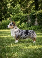 Pregnant Ori, a female Cardigan Welsh Corgi and Pembroke Welsh Corgi for sale in Moore, OK – 3 of 3