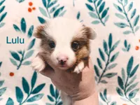 Lulu, a female Cardigan Welsh Corgi and Pembroke Welsh Corgi for sale in Ada, OK – 1 of 1