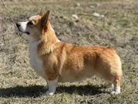 Lana, a female Pembroke Welsh Corgi for sale in Moore, OK – 2 of 2
