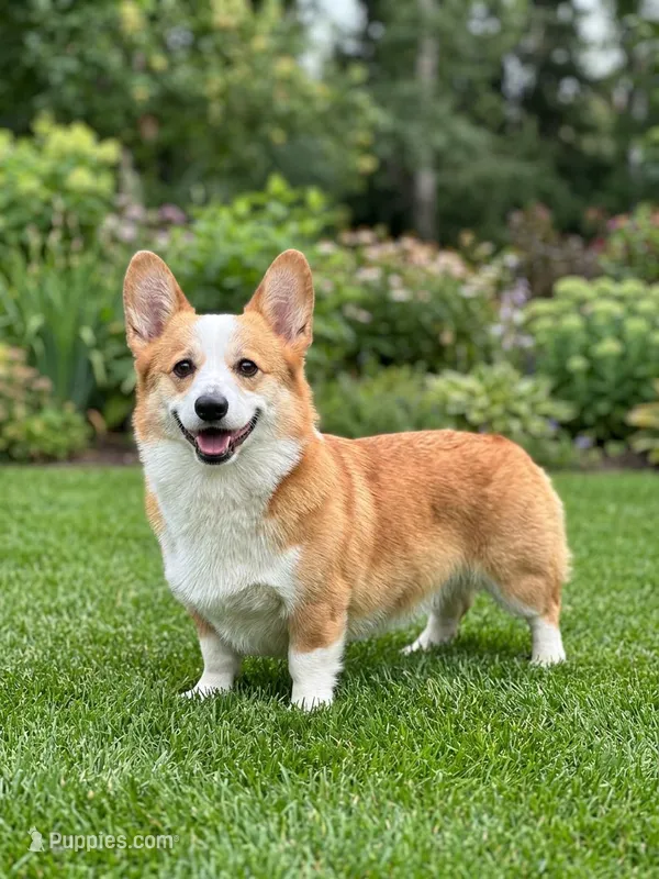 Lana – Pembroke Welsh Corgi puppy for sale in Moore, OK