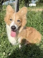 Full fluff bluie male CKC, a male Pembroke Welsh Corgi for sale in Ada, OK – 1 of 2