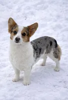 Triple clear, dilute merle, fluff carrier mismark, a female Cardigan Welsh Corgi and Pembroke Welsh Corgi for sale in Moore, OK – 1 of 1