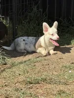 GP, a male Cardigan Welsh Corgi and Pembroke Welsh Corgi for sale in Ada, OK – 2 of 2