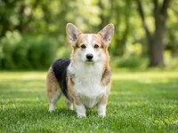Graves  , a male Pembroke Welsh Corgi for sale in Ada, OK – 1 of 1