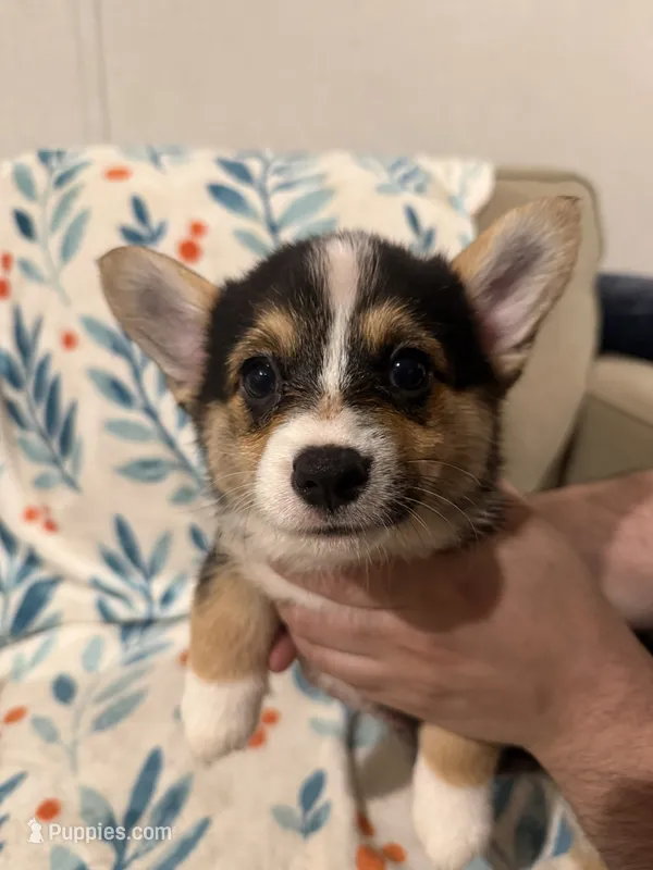 Poppy – Cardigan Welsh Corgi, Pembroke Welsh Corgi puppy for sale in Ada, OK