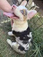 Fizz , a male Cardigan Welsh Corgi and Pembroke Welsh Corgi for sale in Ada, OK – 3 of 4