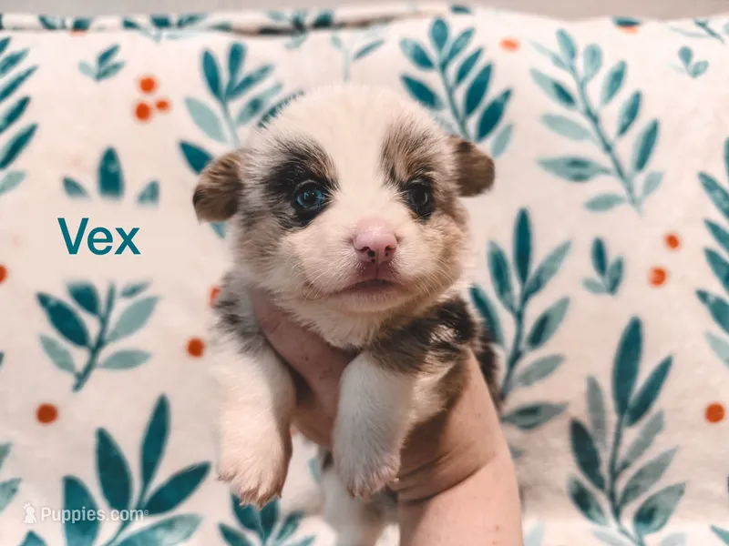 Vex – Cardigan Welsh Corgi, Pembroke Welsh Corgi puppy for sale in Ada, OK