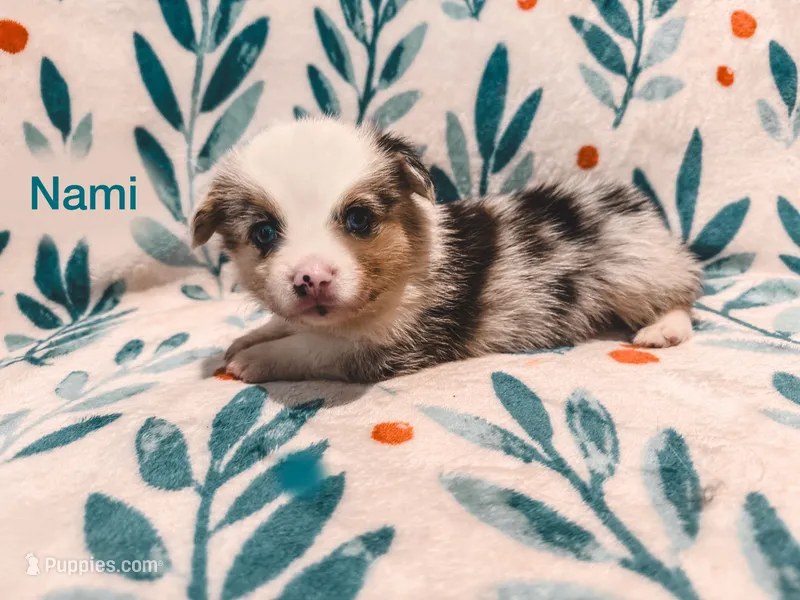Nami – Cardigan Welsh Corgi, Pembroke Welsh Corgi puppy for sale in Ada, OK