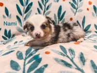 Nami, a female Cardigan Welsh Corgi and Pembroke Welsh Corgi for sale in Ada, OK – 1 of 1