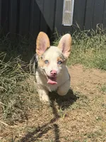 Fizz , a male Cardigan Welsh Corgi and Pembroke Welsh Corgi for sale in Ada, OK – 4 of 4