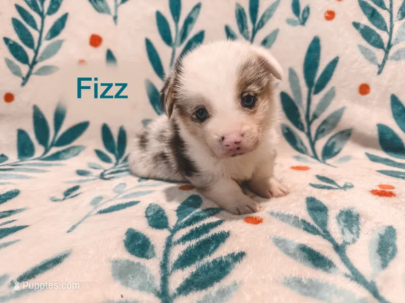 Fizz  – Cardigan Welsh Corgi, Pembroke Welsh Corgi puppy for sale in Ada, OK