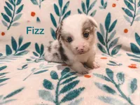 Fizz , a male Cardigan Welsh Corgi and Pembroke Welsh Corgi for sale in Ada, OK – 1 of 1