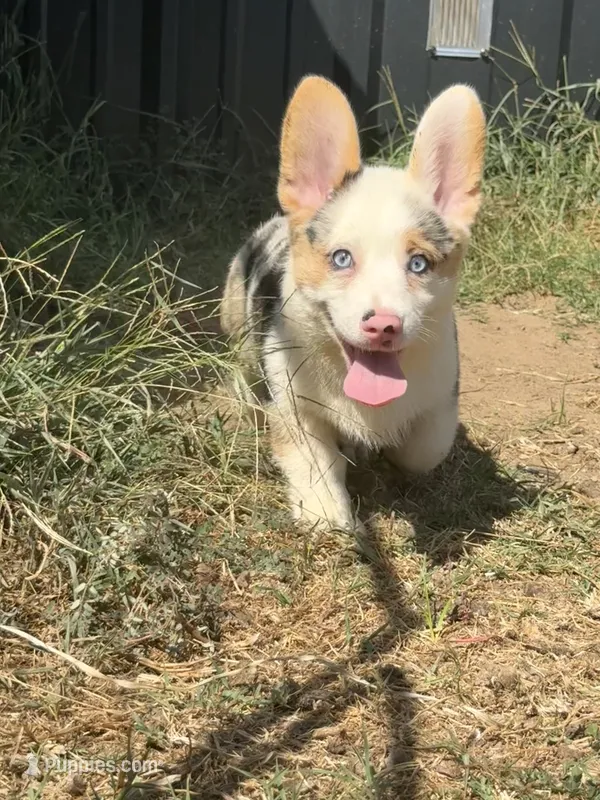 Fizz  – Cardigan Welsh Corgi, Pembroke Welsh Corgi puppy for sale in Ada, OK