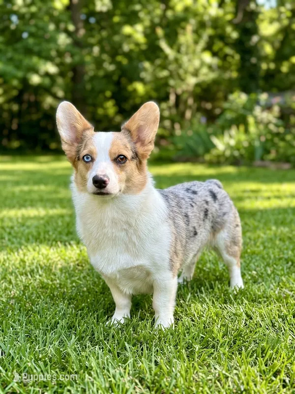 Zoe - dilute Merle, carries fluff, triple clear – Cardigan Welsh Corgi, Pembroke Welsh Corgi puppy on hold in Ada, OK