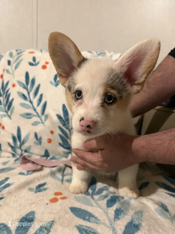 Fizz  – Cardigan Welsh Corgi, Pembroke Welsh Corgi puppy for sale in Ada, OK