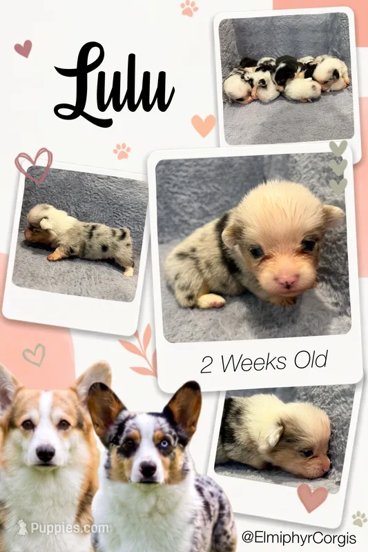 Lulu – Cardigan Welsh Corgi, Pembroke Welsh Corgi puppy for sale in Ada, OK