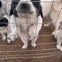 Doc, a male Great Pyrenees and Newfoundland for sale in Timber Lake, SD – Photo 3 of 3