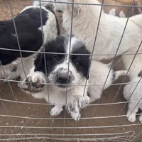 Doc, a male Great Pyrenees and Newfoundland for sale in Timber Lake, SD – Photo 2 of 3