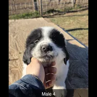 Doc, a male Great Pyrenees and Newfoundland for sale in Timber Lake, SD – Photo 1 of 3