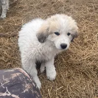 Balto, a female Great Pyrenees and Newfoundland for sale in Timber Lake, SD – Photo 2 of 2