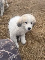 processed/e1afb7b7-7db5-427a-b62e-f08e79a9db31/listing/95bd288f-6934-4176-86c2-830e9bc6e594/59bf7ae1-801a-4858-8d3b-8f4df00fb60e