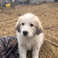 Balto, a female Great Pyrenees and Newfoundland for sale in Timber Lake, SD – Photo 1 of 2