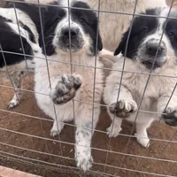 Dix, a male Great Pyrenees and Newfoundland for sale in Timber Lake, SD – Photo 2 of 2