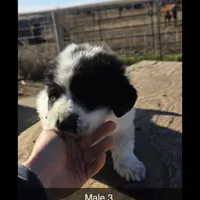 Dix, a male Great Pyrenees and Newfoundland for sale in Timber Lake, SD – Photo 1 of 2