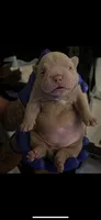 khlua, a female American Bully for sale in Palm Harbor, FL – Photo 2 of 2